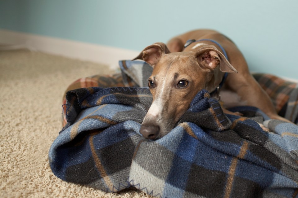 Italian Greyhound dog lying on a blanket.