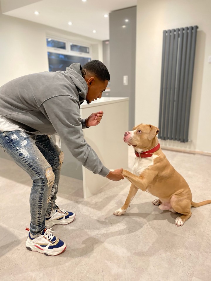 Man shaking hands with his XL Bully dog.