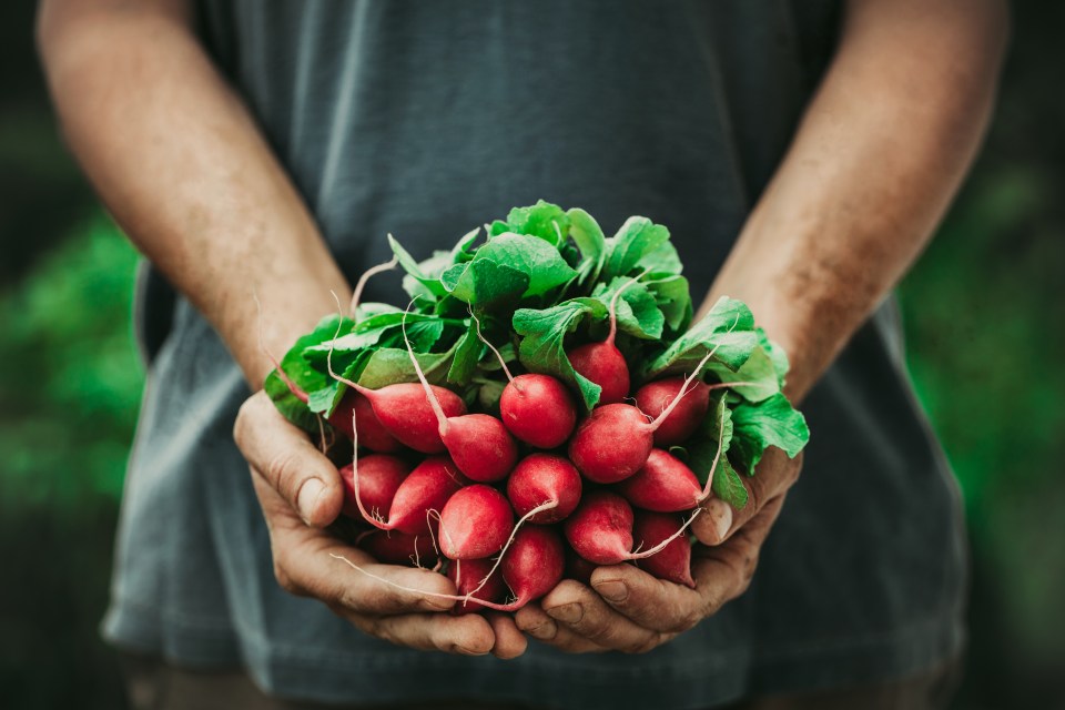 Farmer's hands holding freshly harvested radishes.