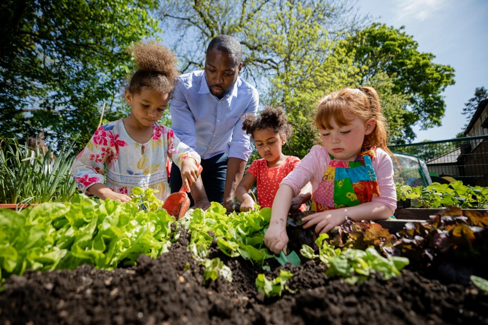 Teacher and three students planting lettuce in a school garden.