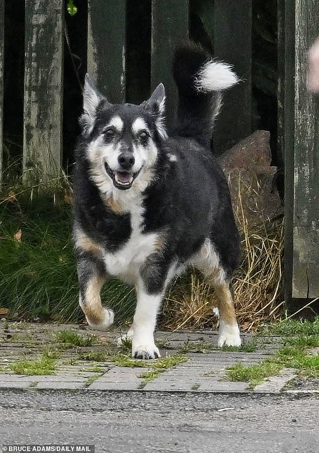 Mr Kohli walked his dog Rocky (pictured) every day in the park next to his home in Leicester