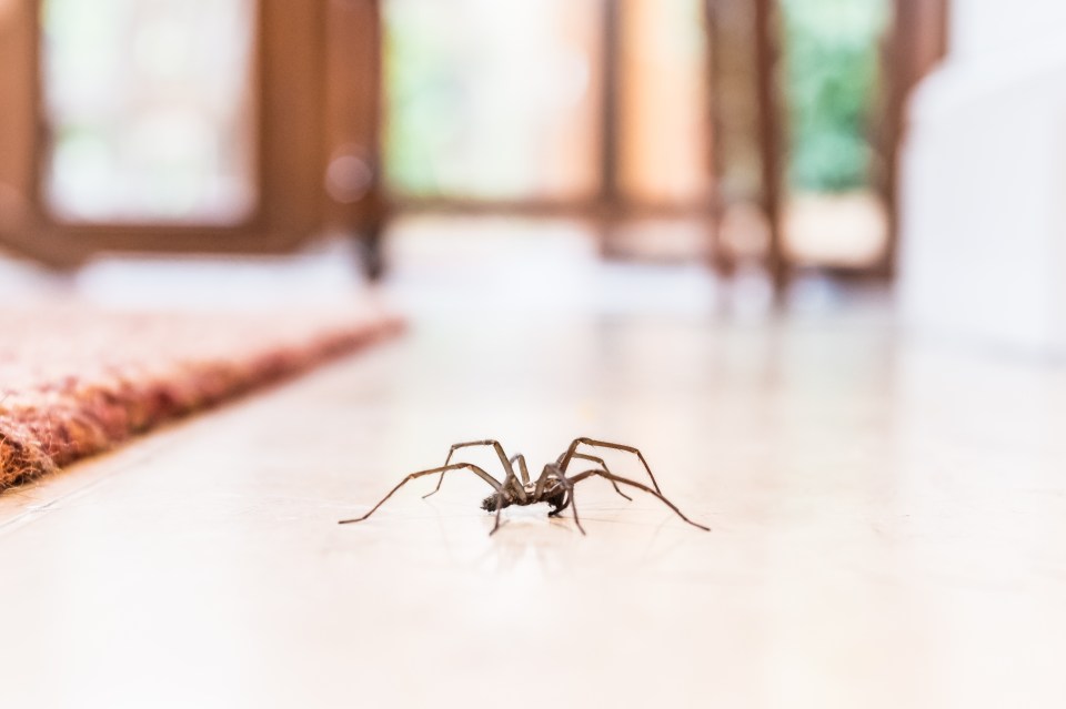 House spider on a tile floor.