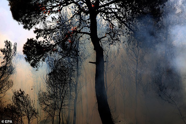Trees on fire amid a wildfire that broke out in the area of Keratea, Southeast Attica, Greece, 09 August 2025