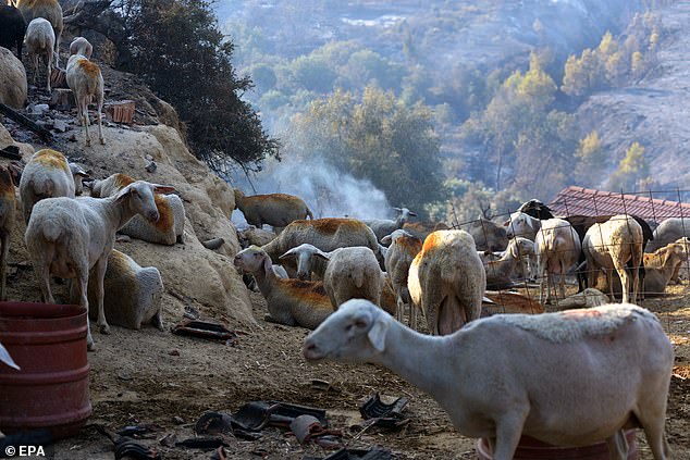 heep try to remain in an area far from the fire that broke out in a livestock farm in the area of Ancient Olympia, Peloponnese, Greece