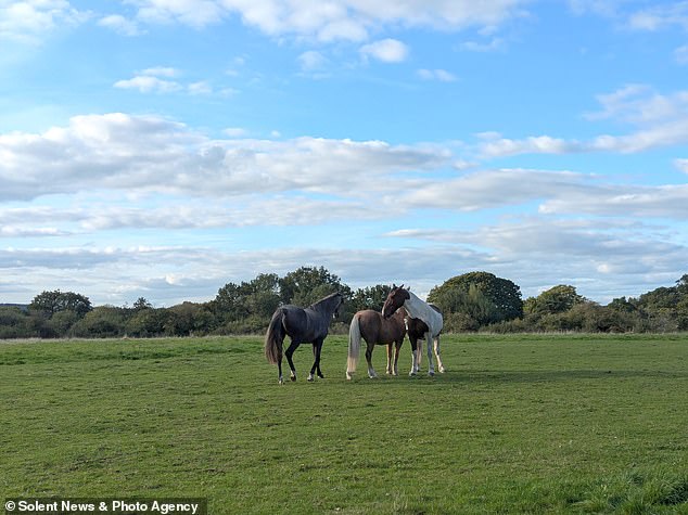 The athlete fell at the third fence in the showjumping part of the eventing contest, a multi-stage equestrian sport which also has cross-country and dressage elements. Pictured: File photo