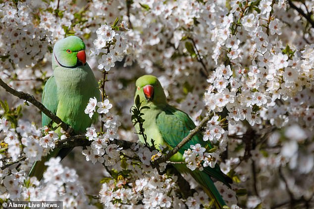 A pair of ring necked parakeets in cherry blossom trees in Barn Hill, Wembley Park, London