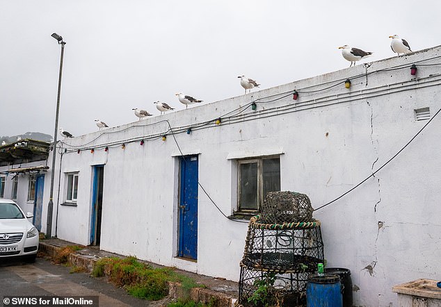 A row of gulls watch over the harbour at Newlyn in south Cornwall, where Border Force officials often watch out for drug smugglers