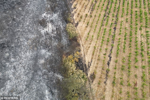 A drone view shows vineyards and scorched vegetation near Jonquieres, near Narbonne, southern France, as wildfires sweep through the region, August 8, 2025