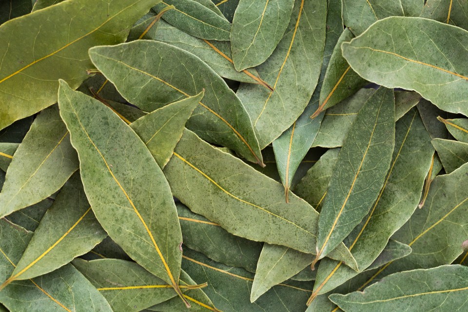 Close-up of dried bay leaves.