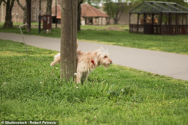 It also followed a National Trust plan to install ¿wee poles¿ to prevent dogs from urinating on trees and historic buildings at some sites