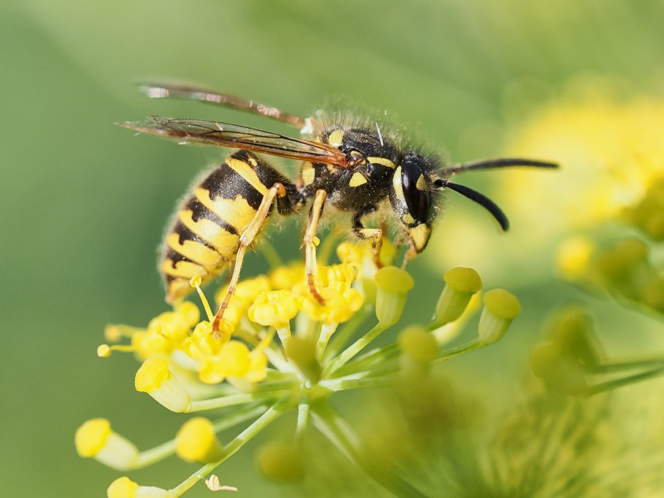 Close-up of a common British wasp on fennel.