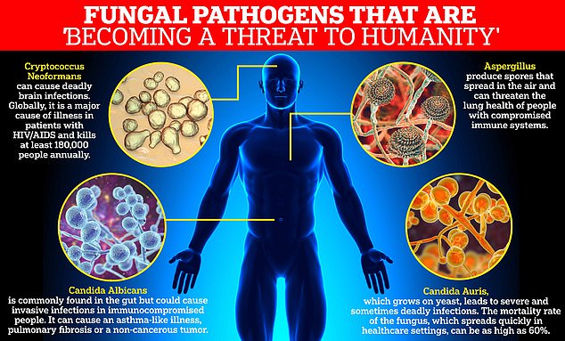 Four types of fungi were included in the World Health Organization's critical priority group: Aspergillus fumigatus, Candida albicans, Cryptococcus neoformans, and Candida Auris