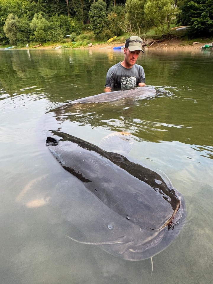 A man holding a 2.68-meter-long catfish in a reservoir.