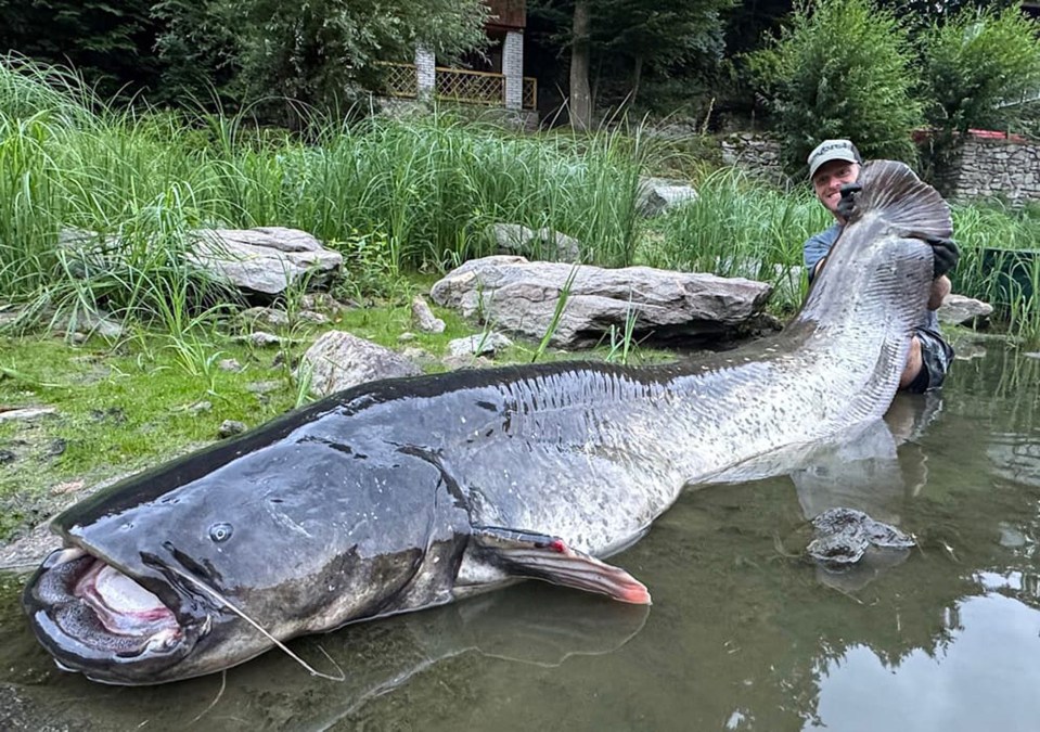 A man holding a 2.68-meter-long catfish.