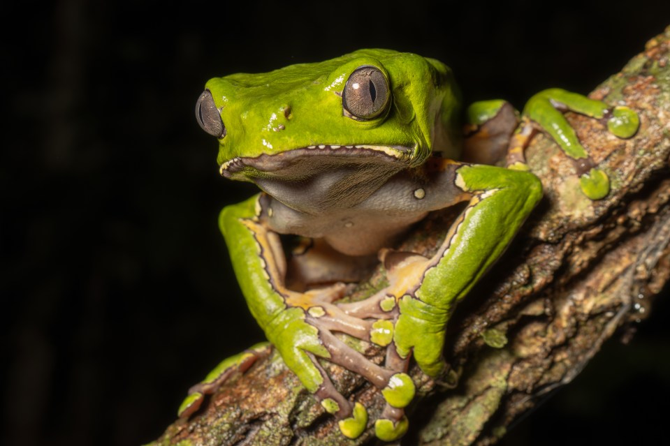 A bright green Kambo frog on a tree branch.