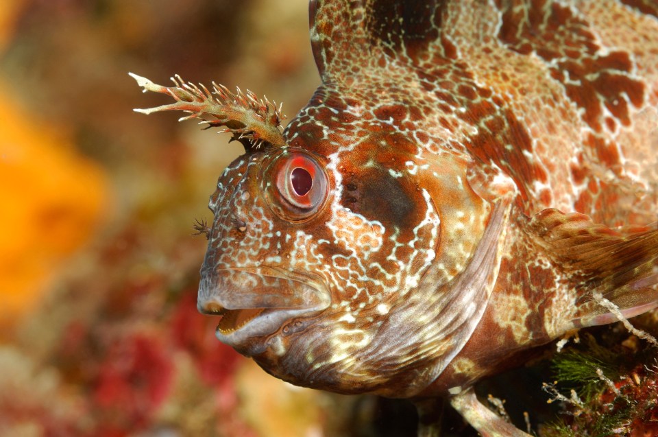 Close-up of a Tompot Blenny.