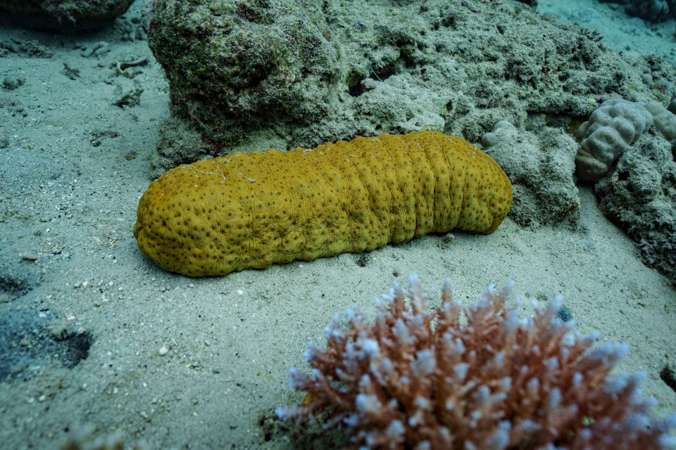 Sea cucumber on the ocean floor near coral.