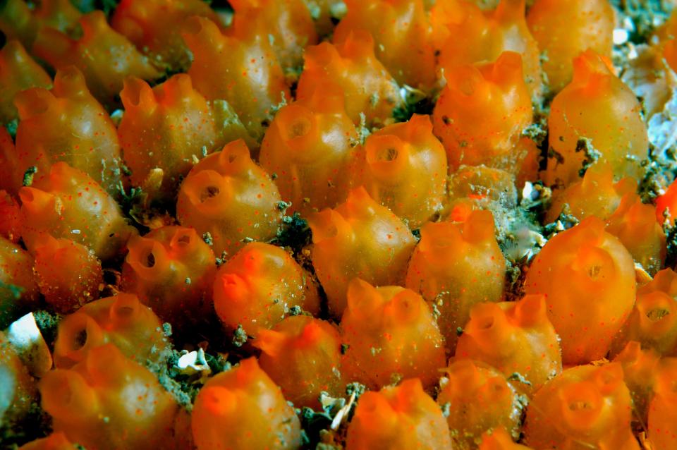 Close-up of a colony of orange sea squirts on a rocky seabed.