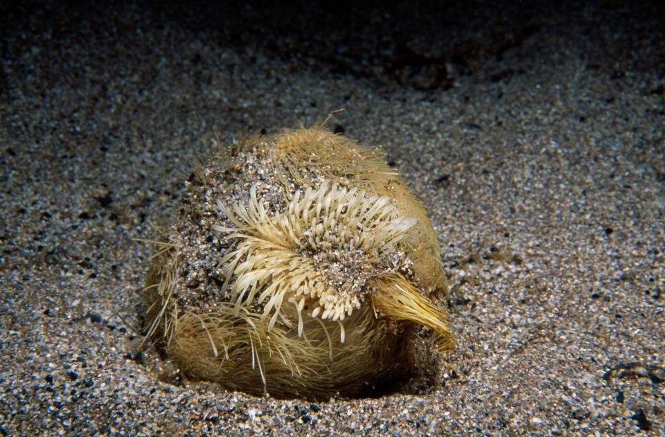 Underwater photo of a common heart urchin (sea potato).