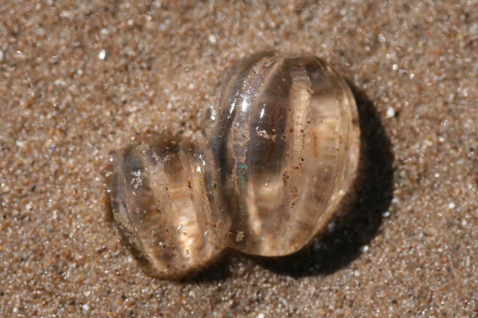 Two sea gooseberries on a sandy beach.
