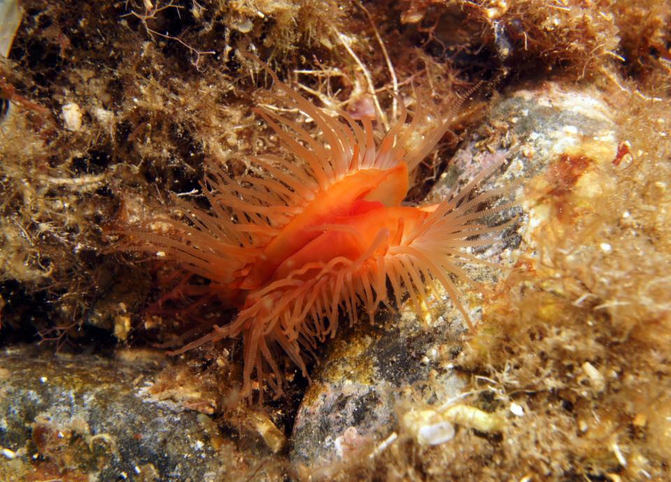 Flame shell (Limaria hians) in the Mediterranean Sea.