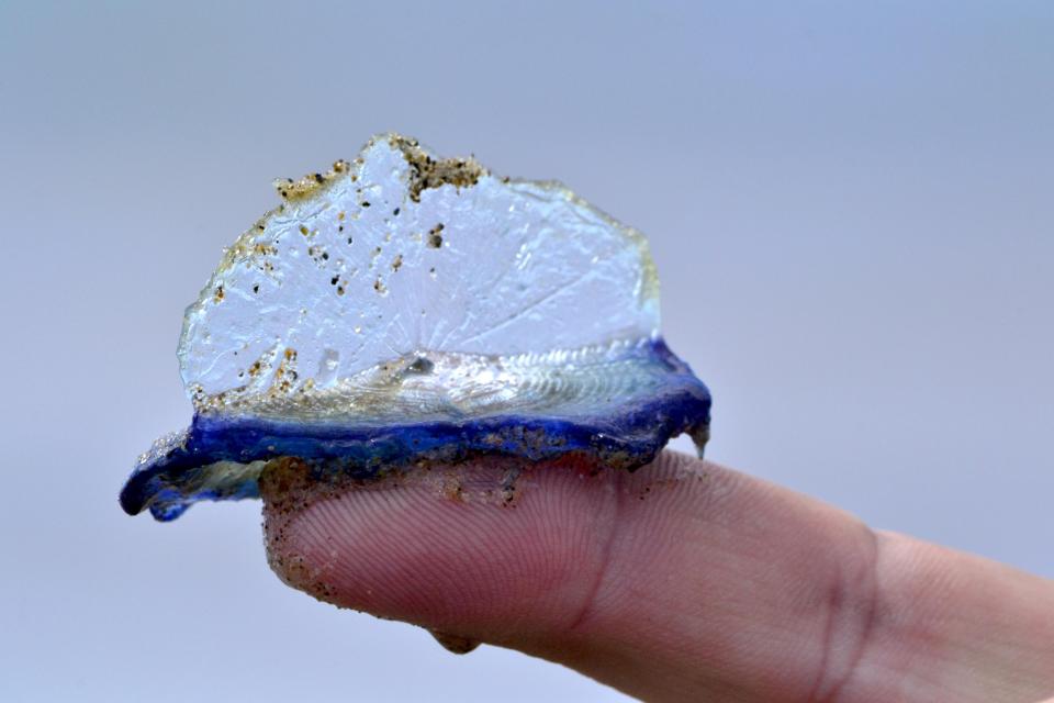 Close-up of a by-the-wind sailor jellyfish on a fingertip.