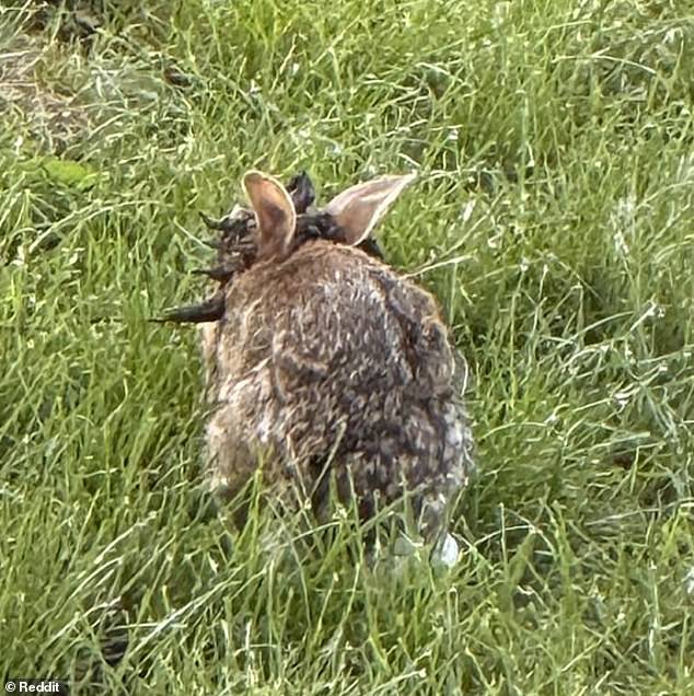 Shope papilloma virus leads to large growths on the head and face of rabbits and is spread by disease-carrying mosquitoes
