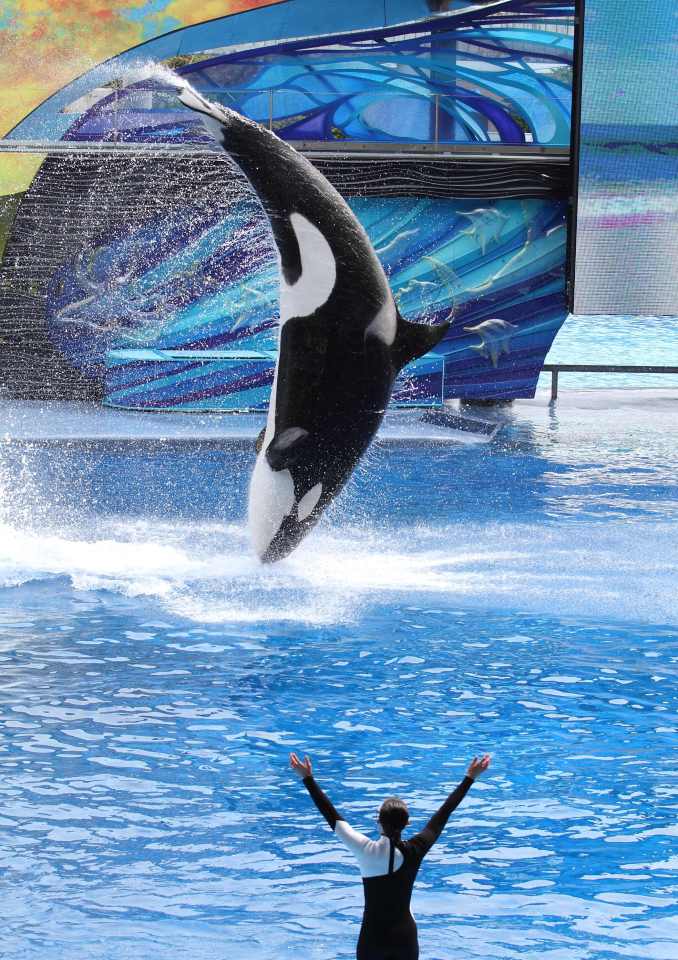 Dawn was regarded as the 'Poster Girl' for Seaworld