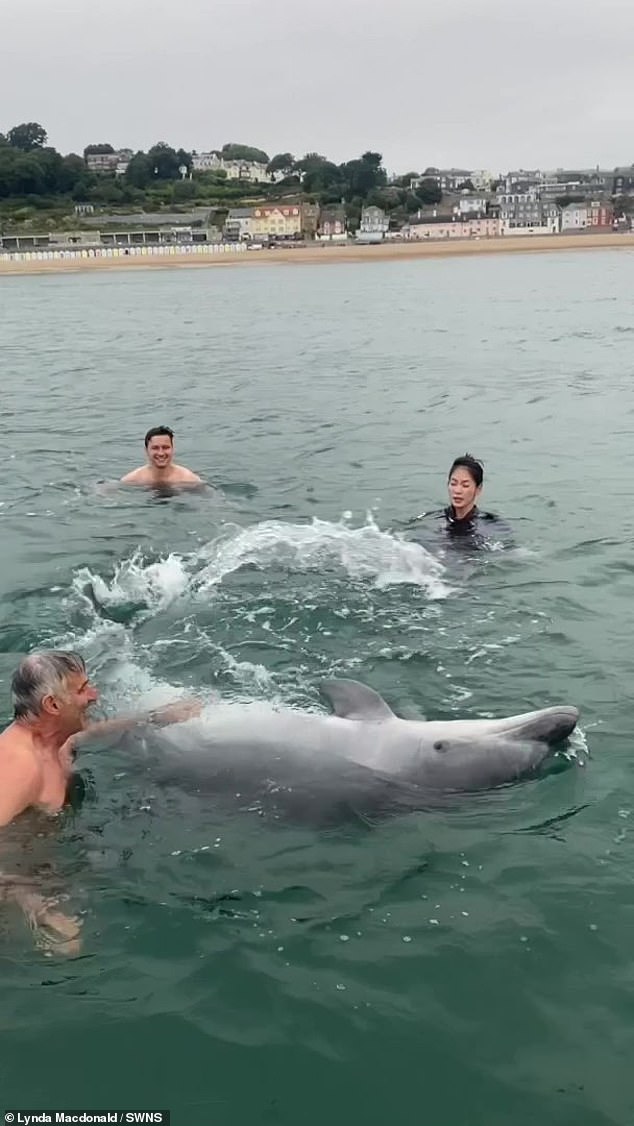 The dolphin even rolled on its back as it begged for belly rubs from its swimming companions