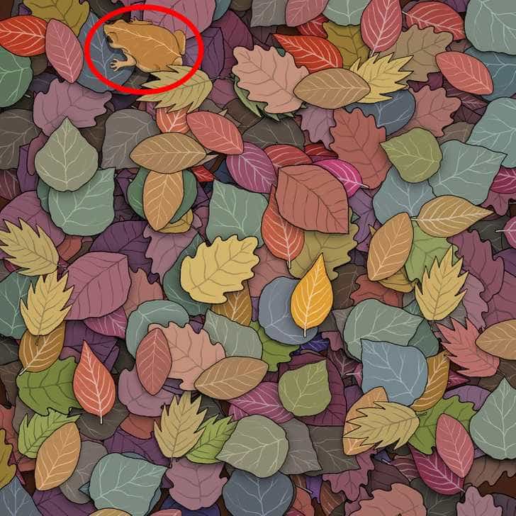 Illustration of a frog hidden among autumn leaves.