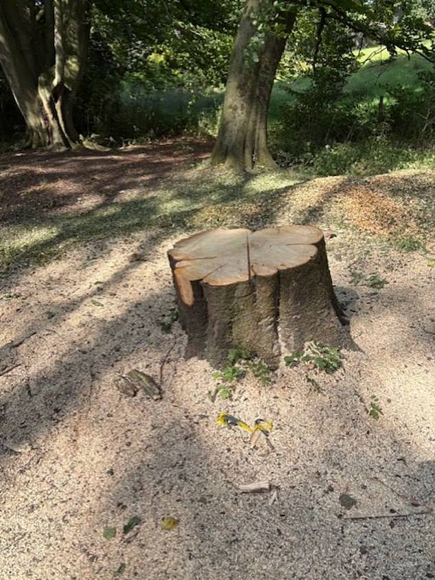 The tree which the branch fell from and killed Ms Kauser has since been cut down