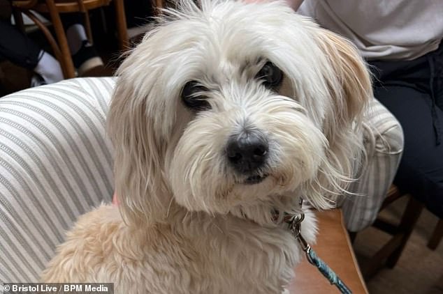 Charlotte's dog (pictured) was suddenly attacked by a much larger animal, which was off its lead with no owner in sight
