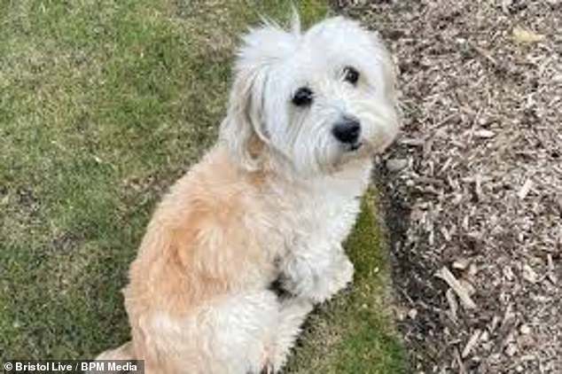 Joe said both he and Charlotte were heartbroken their child would never get to meet Max, who was particularly vulnerable as he was 11-years-old and blind as well as much smaller than his aggressor