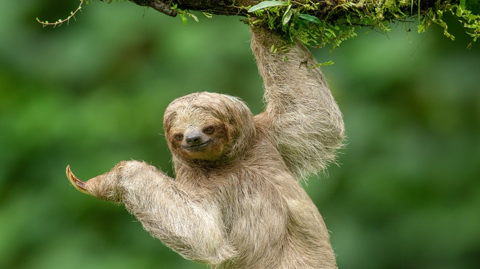 a three toed sloth is hanging from a tree branch