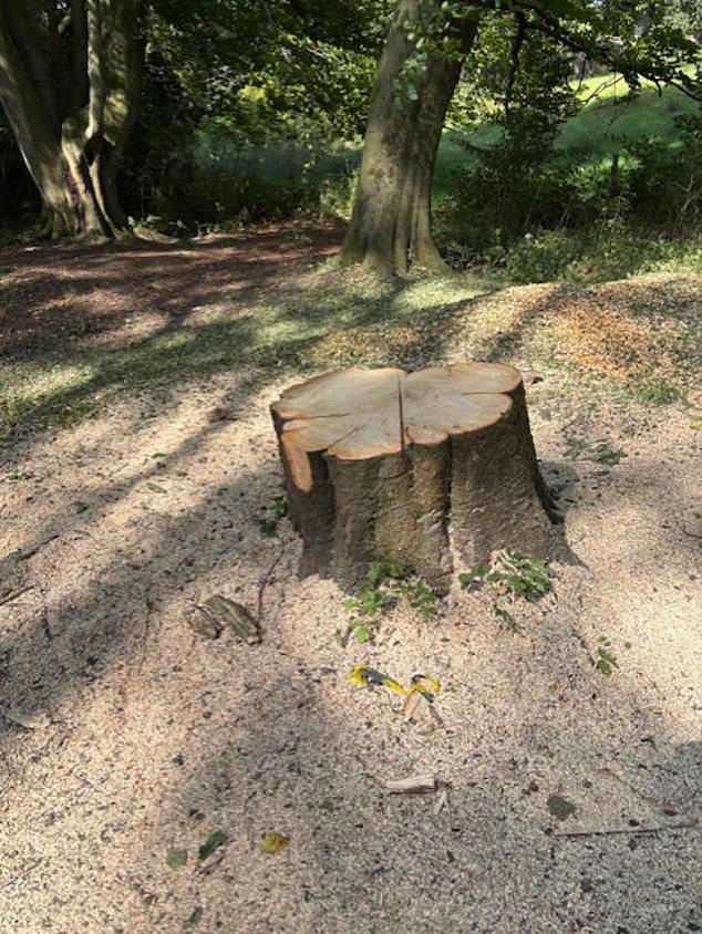 Tree stump in a park.