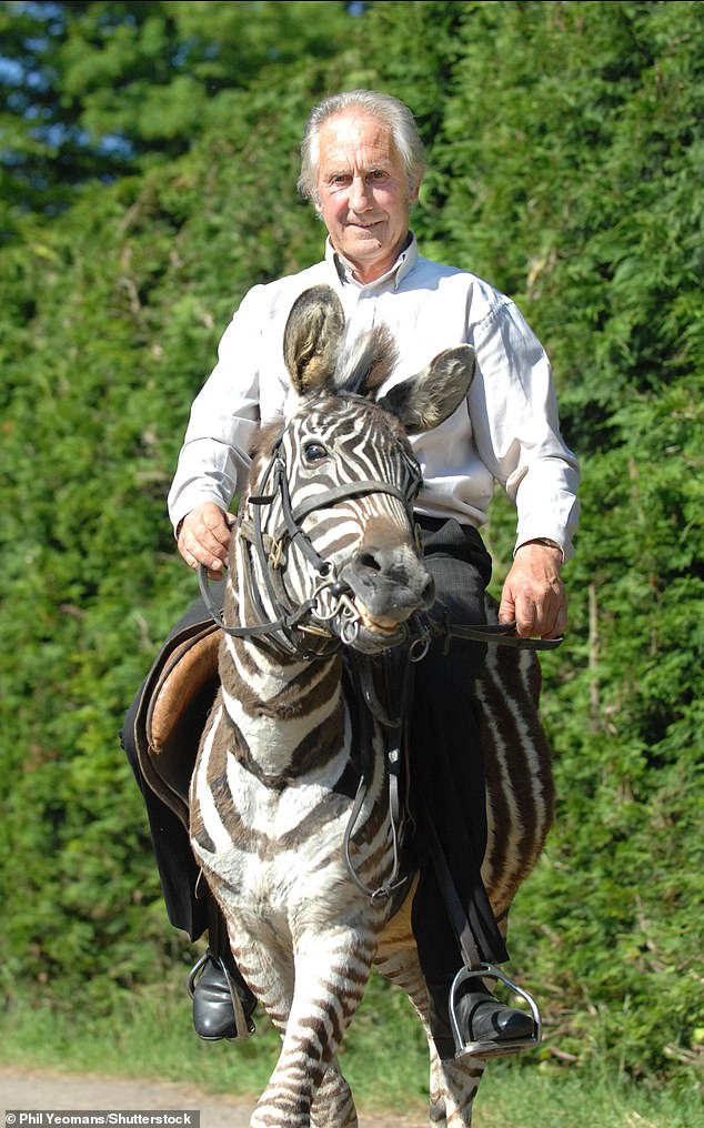 Turner bought Zebedee from the Netherlands and was riding him within two-and-a-half weeks