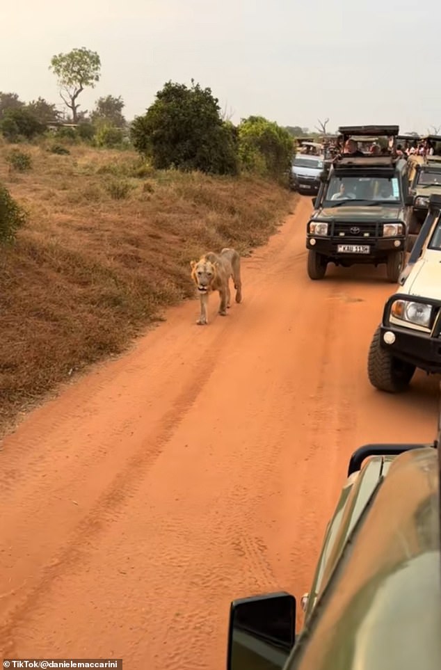 A video posted on TikTok showed a lion being tracked by multiple 4x4 vehicles filled with tourists