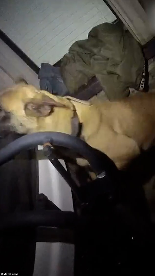 Body cam footage captured by a puzzled Cumbria Police Officer revealed the moment the man was eventually found in the water, with the officer announcing: 'I've got a chap hiding in a hot tub, we need to find out who he is'