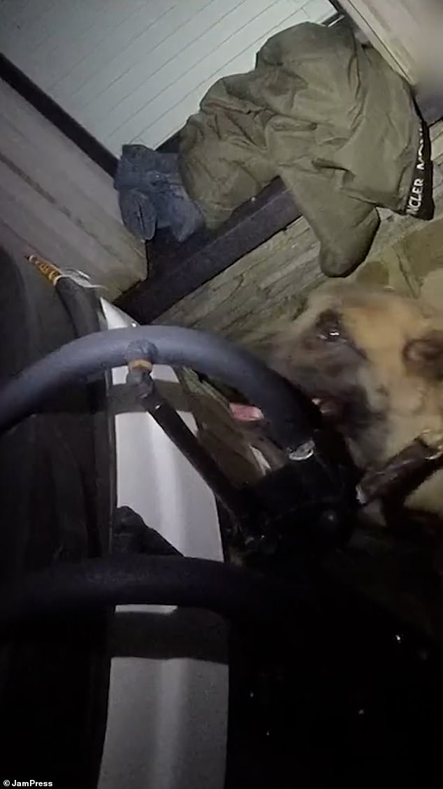 Despite his best efforts at holding his breath, police dog Luna led her handler straight to the fugitive after identifying his scent on the discarded outfit. The clever animal then rested her head on the lid of the hot tub, where the bizarre discovery was made