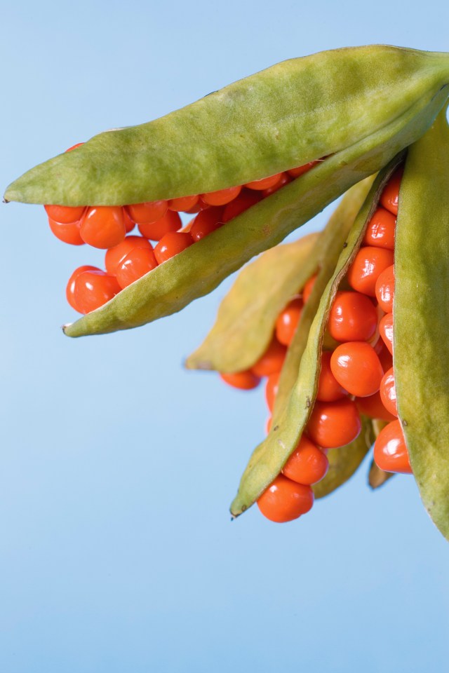 Iris foetidissima seed pods with bright orange seeds.