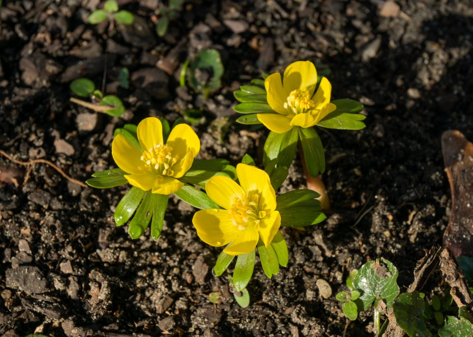 Three yellow winter aconite flowers blooming in the ground.