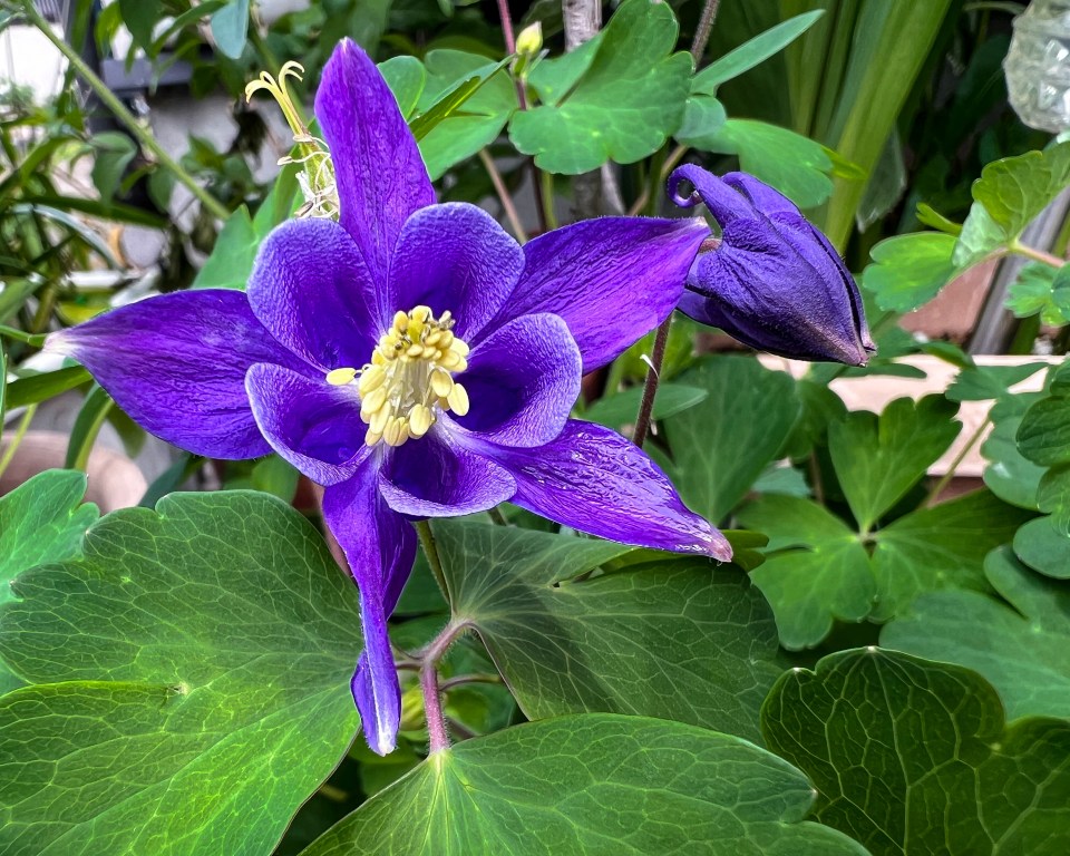 Purple columbine flower in bloom.