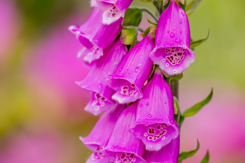 Close-up of pink foxglove flowers.