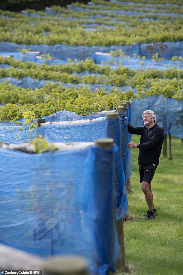 Little Waddon Vineyard, a small boutique vineyard on the Dorset Downs say they've had one of the best crops since they started in 2018