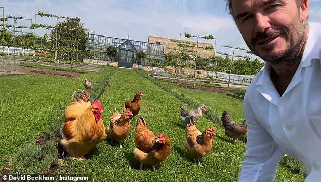 Over the years, and more frequently in recent times, David has shared snippets of what he gets up to at his rural home with his family, including caring for chickens