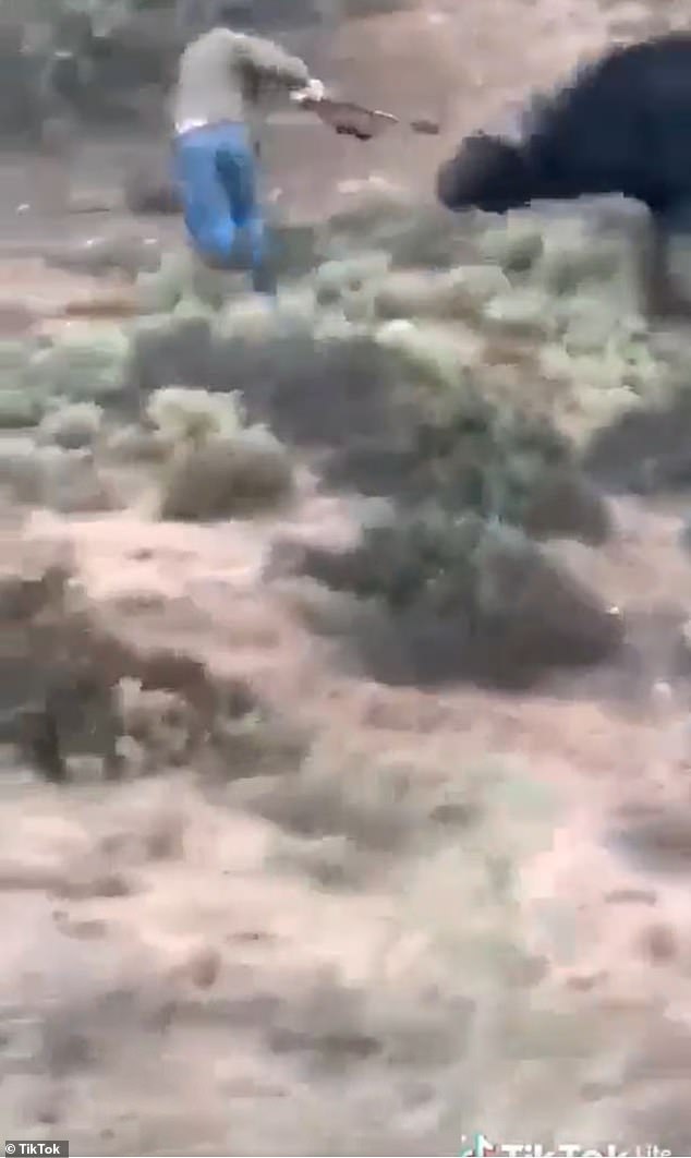 Harrowing footage shows how the animal charged at Canales Najjar and killed him