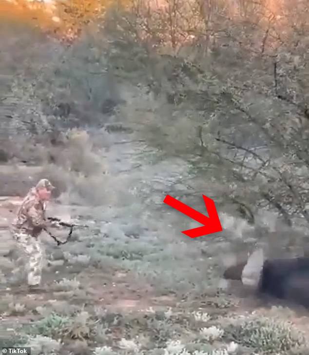 Although the guide eventually fired shots that managed to bring the beast done, it was too late for Canales Najjar