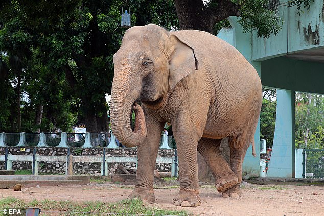 Jose Monzalves, a well-known trophy hunter was trampled to death by the elephant he was trying to shoot on Namibia. Picture for illustrative purposes