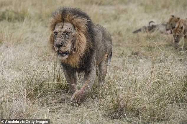 In separate attacks, two men were mauled to death by lions while hunting illegally in South Africa. Picture for illustrative purposes