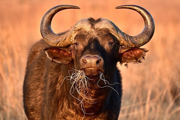 In 2012, Owain Lewis, a British hunter, was killed by a buffalo he was trying to shoot in Zimbabwe. Picture for illustrative purposes